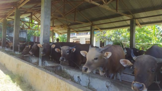 Presiden Jokowi Kurban Sapi 1,4 Ton di Kabupaten Kaur Bengkulu