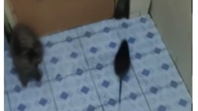 Terlalu Besar, Tikus di Kamar Mandi Ini Malah Buat Kucing Ketakutan