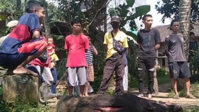 Gawat! Babi Hutan Serang Desa Windusari Magelang, 3 Orang luka-luka, Begini Kronologinya
