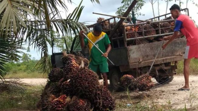 Harga TBS Sawit Tembus Rp3.000 per Kilogram, Petani di Kalbar Sambut Gembira