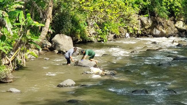 Bangkai Kambing yang Terindikasi PMK Ditemukan di Kali Serang, Dikhawatirkan Cemari Sungai