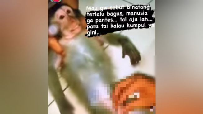 Pria Ini Diserbu Warganet Usai Posting Video Kocok Penis Monyet: Mencari Tawa Tak Perlu Siksa Hewan