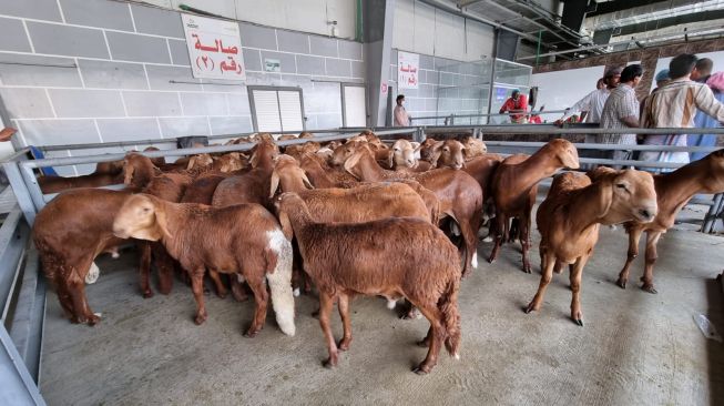 Jelajah Pasar Anam, Lapak Jualan Kambing untuk Jemaah Haji Bayar Dam (MCH 2022)