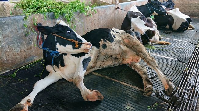 Kementan Tetapkan Lombok Tengah Sebagai Daerah Wabah Penyakit Mulut dan Kuku