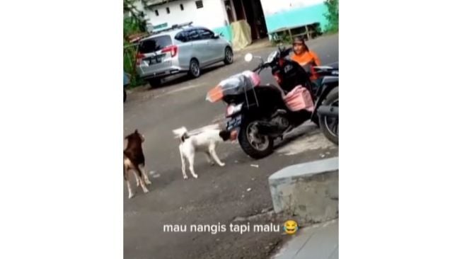 Kurir Panik Dua Anjing Customer Menghampirinya, Auto Trauma Antar Paket