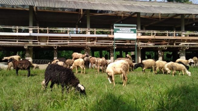 Idul Adha 1443 Hijriah, Baznas Tambah Wilayah Distribusi Daging