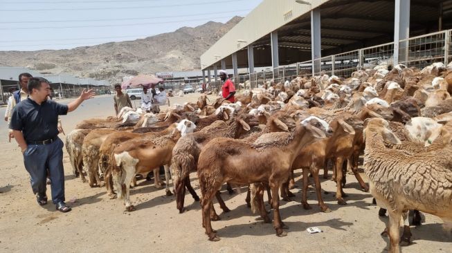 Tips Jitu Beli Kambing di Pasar An'am Mekkah