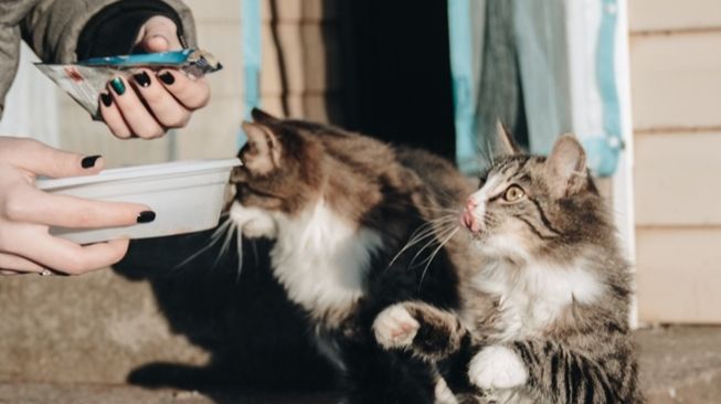 Pro Kontra Warga Dilarang Beri Makan Kucing Liar di Jakbar, Kapolsek Sampai Bereaksi
