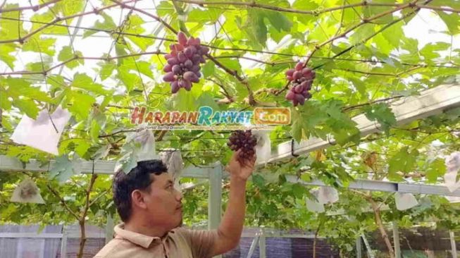 Ada yang Harganya Rp 500 Ribu per Kilo, Pembudidaya Bibit Anggur Ini Sukses Pasarkan Produknya hingga Luar Negeri