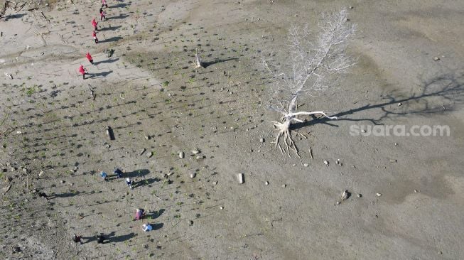 Foto udara sejumlah peserta memungut sampah plastik di area konservasi tanaman mangrove, Pantai Dupa, Palu, Sulawesi Tengah, Sabtu (25/6/2022). [ANTARA FOTO/Mohamad Hamzah/rwa]