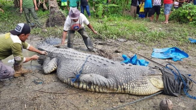 Hanya dengan Tali, Warga Sulawesi Tangkap Buaya Sepanjang Empat Meter