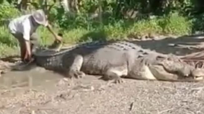 Mengerikan Buaya Besar Ditangkap di Sungai Desa Ambuau Indah