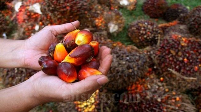 Petani Menjerit, Harga TBS di Bangka Tengah Rp 700/Kg