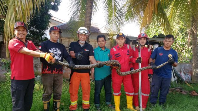 Binatang Sepanjang 3 Meter Ini Bikin Resah karena Mangsa Ternak Warga, Damkar Tanjung Balai Beraksi