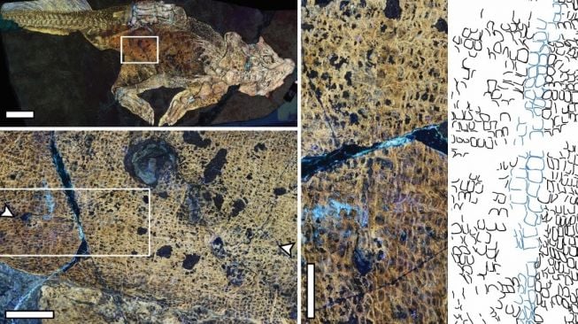 Pusar tertua fosil dinosaurus, Psittacosaurus. [CUHK] 