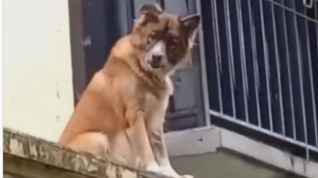Sedih Campur Lucu, Viral Video Kurir Paket Disambut Anjing Penjaga: Ngeri!