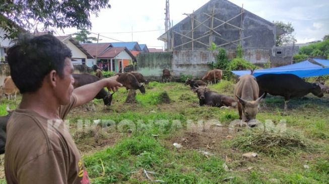 Pemerintah Larang Hewan Ternak Masuk ke Sulawesi Selatan