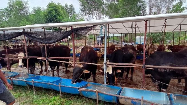 Sapi Sudah Sampai di Kalimantan Dikembalikan Lagi ke Sulawesi, Pedagang Sapi Rugi Besar