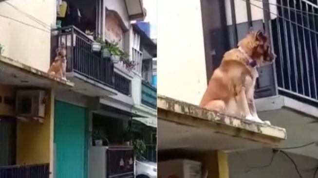 Antar Paket, Driver Ojol Ini Dibuat Gemeteran Saat Lihat Penampakan Anjing Penjaga Nangkring di Atas Rumah
