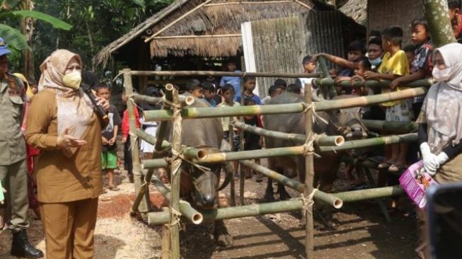 28 Hewan Ternak di Pandeglang Terjangkit PMK, Ratusan Vaksin Disiapkan untuk Daerah Lumbung Ternak Kerbau