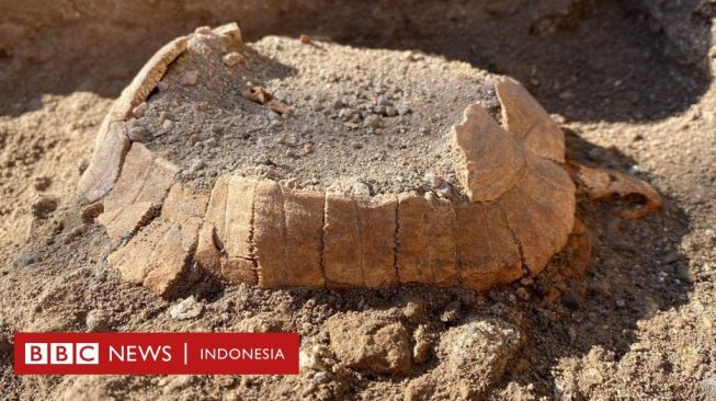 Pompeii: Kura-kura Hamil Berusia 2.000 Tahun Ditemukan di Reruntuhan Kota