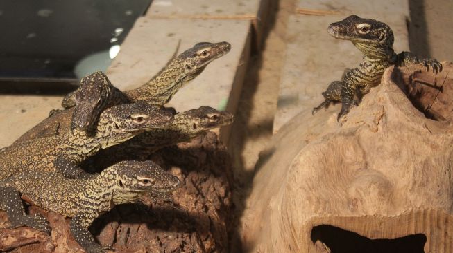 Sejumlah bayi komodo (Varanus komodoensis) berada di dalam kandang perawatan di Kebun Binatang Surabaya (KBS), Jawa Timur, Selasa (28/6/2022).  ANTARA FOTO/Moch Asim