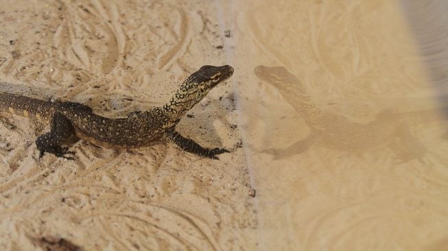 Sejumlah bayi komodo (Varanus komodoensis) berada di dalam kandang perawatan di Kebun Binatang Surabaya (KBS), Jawa Timur, Selasa (28/6/2022).  ANTARA FOTO/Moch Asim