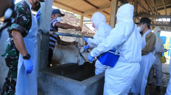 Pemkab Kulon Progo Mulai Vaksin PMK ke Hewan Ternak, Prioritaskan Sapi Perah dan Zona Hijau