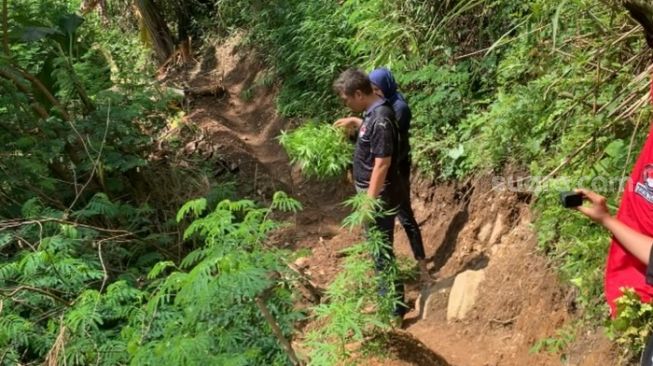 Petugas Satnarkoba Polres Cianjur tengah mencabut taman ganja yang ditemukan di lereng gunung.  (Suara.com/Fauzi Novaldi)