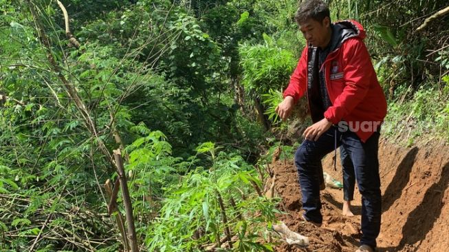 Temuan Ladang Ganja di Lereng Gunung Karuhun Cianjur, 200 Pohon Ganja Siap Panen