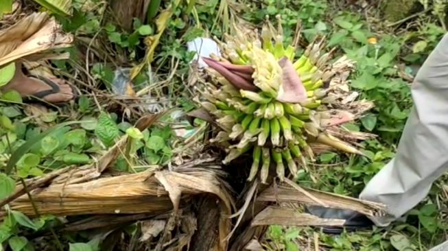 Warga Dibuat Heran, Buah Pisang Ini Tumbuh dari Batang yang Busuk