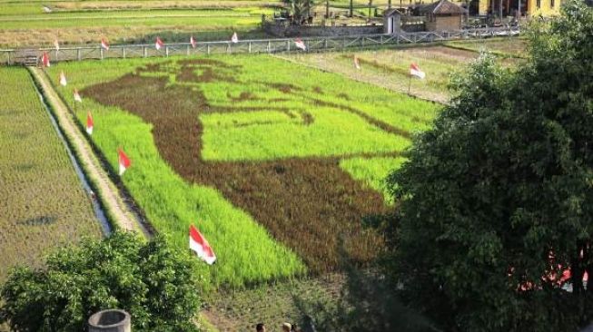 Keren! Sambut Bulan Bung Karno, Warga Bergas Tanam Padi Bergambar Presiden Soekarno