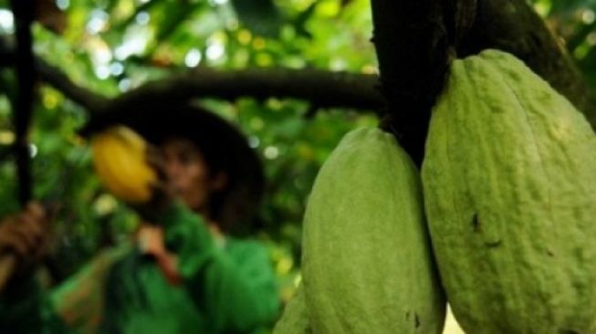 Bantuan Disbun Kaltim Diharapkan Meningkatkan Pendapatan Petani Kakao di Kutim