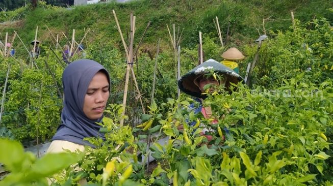 Petani Asal Lembang, Bandung Barat Tengah Memetik Cabai pada Rabu (29/6/2022)  (Suara.com/Ferry Bangkit)