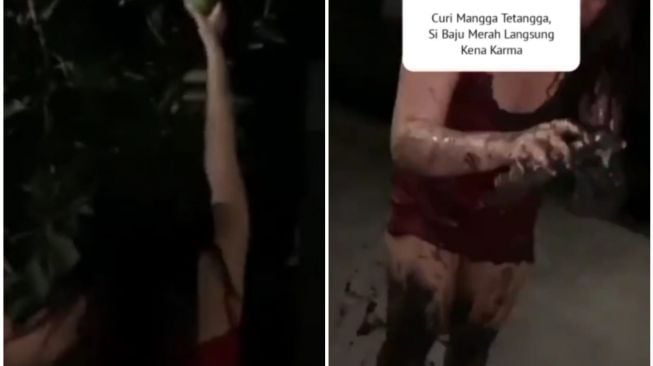 Asik Mencuri Mangga Tetangga, Wanita Ini Nyungsep ke Parit Hingga HP Terendam Lumpur, Netizen: Langung Terima Karma