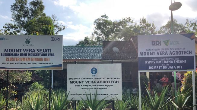 Mount Vera Agrotech, Sentra Budidaya dan Pengolahan Lidah Buaya di Gunung Kidul