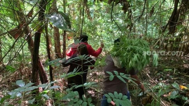 Lokasi menuju ladang ganja di Gunung Karuhun, Campaka, Cianjur. (Suara.com/Fauzi Novaldi)