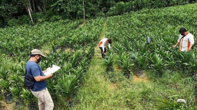 Kasus Korupsi Replanting Tanaman Sawit, Kejati Sita Uang Rp13 Miliar