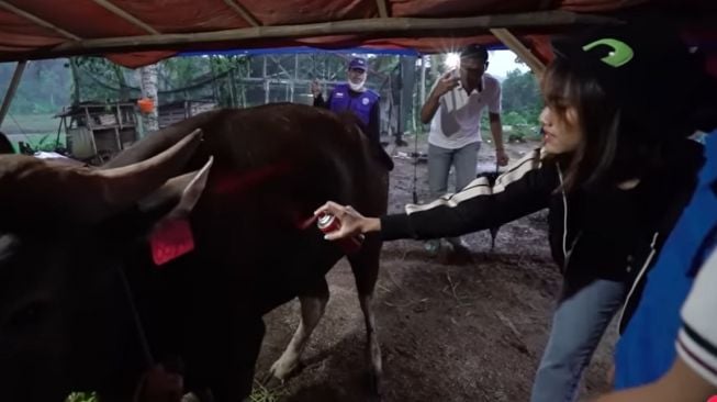 Potret Fuji beli sapi kurban (YouTube/Fuji an)