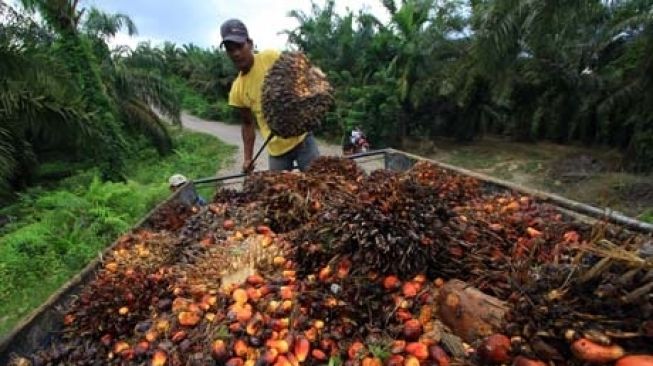 Harga TBS Riau Perlahan Naik, Petani Sawit Berharap Bisa Capai Rp2.000 per Kg