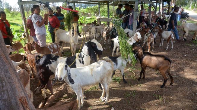 Sejumlah pedagang memasarkan ternak kambing di pasar hewan tradisional, Desa Cot Irie, Kecamatan Krueng Baruna Jaya, Kabupaten Aceh Besar, Aceh, Sabtu (2/7/2022). ANTARA FOTO/Ampelsa
