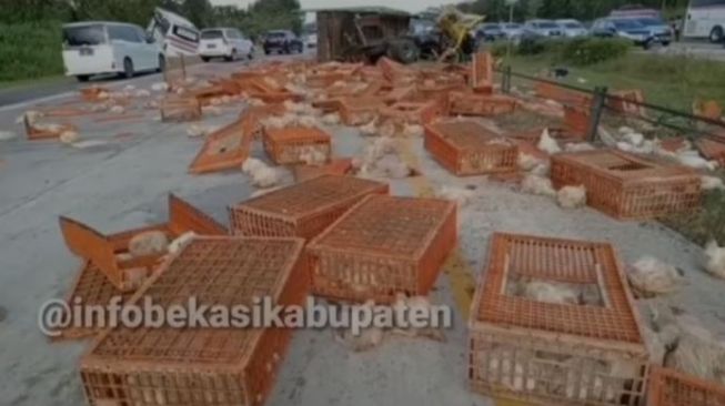 Truk Ayam dan Bus Primajasa Terlibat Kecelakaan Maut di Tol Cikopo-Palimanan Dua Orang Meninggal Dunia
