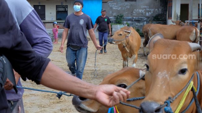 Pekerja menggiring sapi Bali ke atas truk untuk dikirim ke Kabupaten Jembrana di Pasar Hewan Beringkit, Badung, Bali, Minggu (3/7/2022). [ANTARA FOTO/Nyoman Hendra Wibowo/nym]