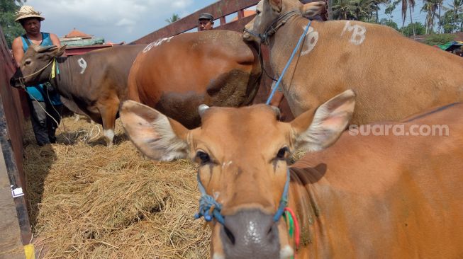 Pekerja menggiring sapi Bali ke atas truk untuk dikirim ke Kabupaten Jembrana di Pasar Hewan Beringkit, Badung, Bali, Minggu (3/7/2022). [ANTARA FOTO/Nyoman Hendra Wibowo/nym]