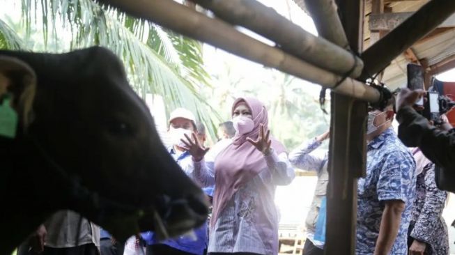 Cegah Penyebaran PMK, Lapak Penjual Hewan Kurban di Pandeglang Ditandai