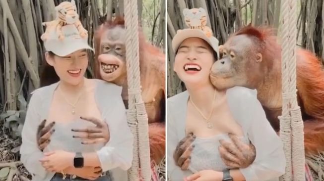 Viral! Sedang Asyik Foto, Turis Ini Dicium dan Digerayangi Orangutan