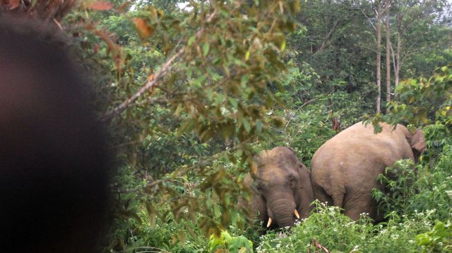 Pemasangan GPS Collar  Gajah Liar di Lampung Barat Gagal, Ini Penyebabnya