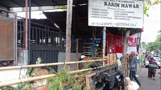 Pedagang Hewan Kurban di Bali Khawatir Dengan Dampak PMK, Harga Ternak Jadi Mahal