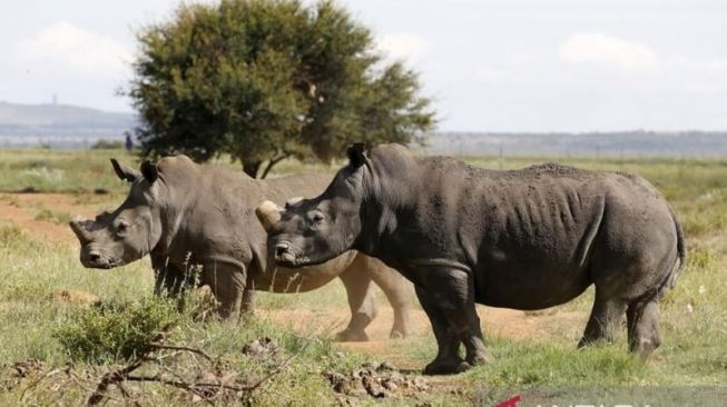 Setelah 40 tahun Punah, Badak Kembali ke Mozambik