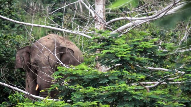 Gerombolan Gajah Ngamuk di Kebun, Rusak Tanaman Milik Warga Pekanbaru